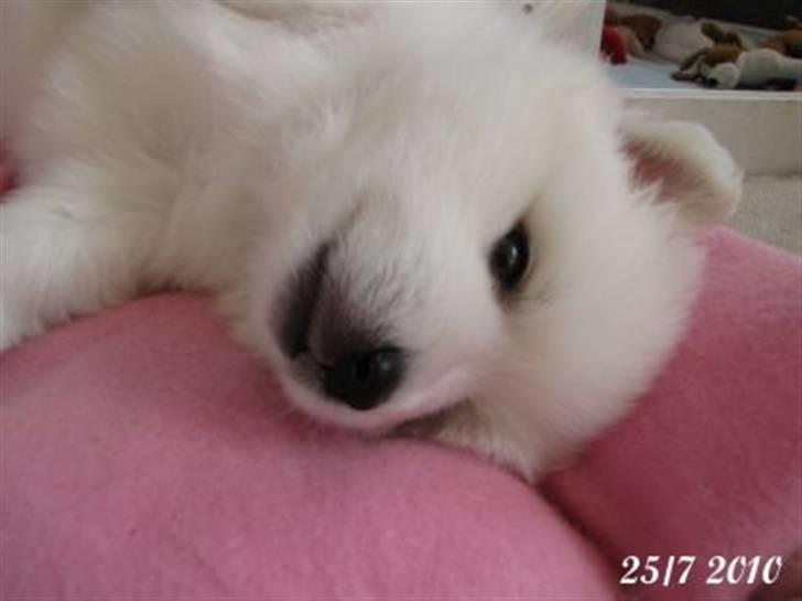 Japansk spids Sille billede 4