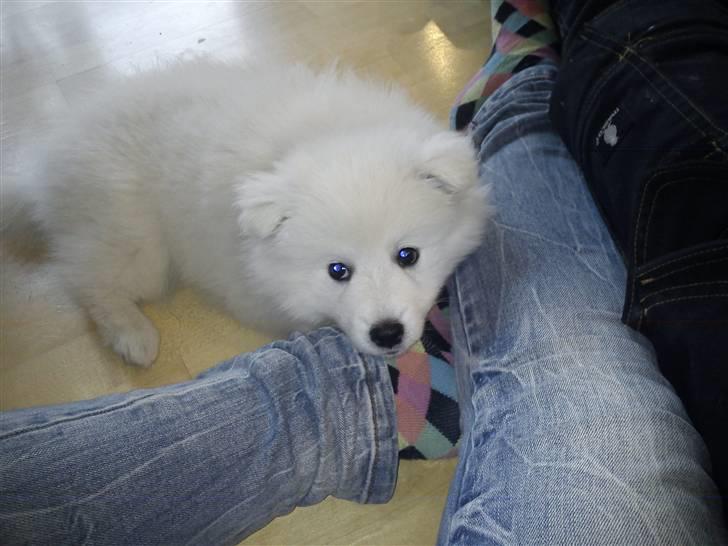 Japansk spids Sille billede 5