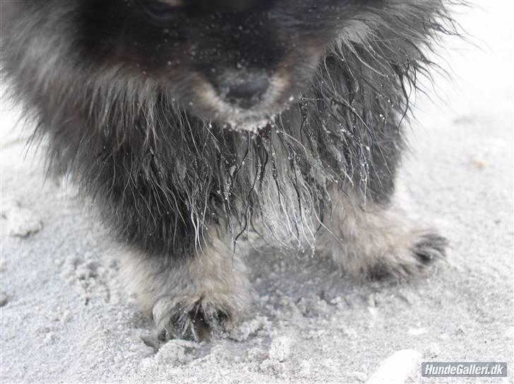 Pomeranian Gizmo billede 11