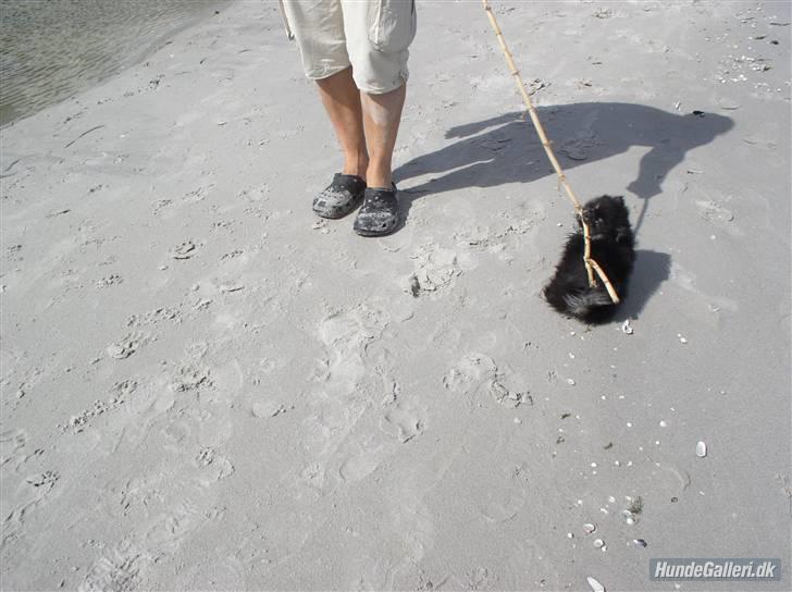 Pomeranian Gizmo billede 12