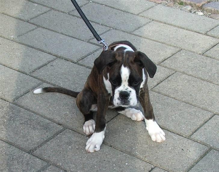 Boxer cesi billede 16