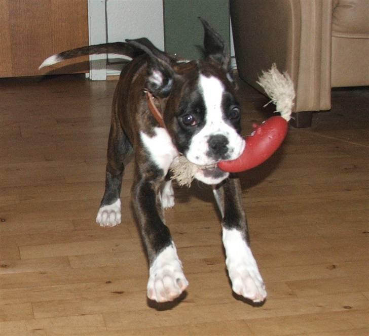 Boxer cesi billede 17