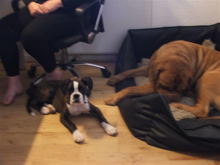 Boxer cesi billede 18