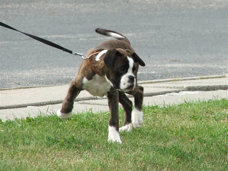 Boxer cesi billede 19