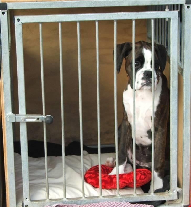 Boxer cesi billede 20