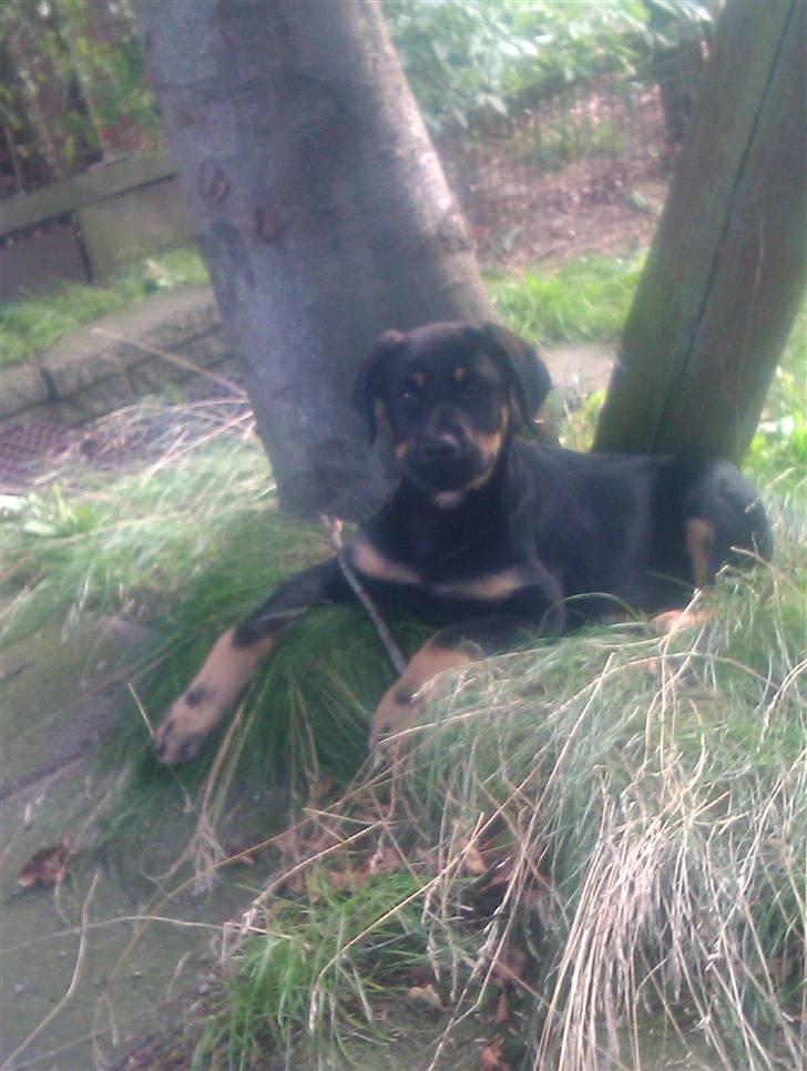 Rottweiler Kenzo billede 1