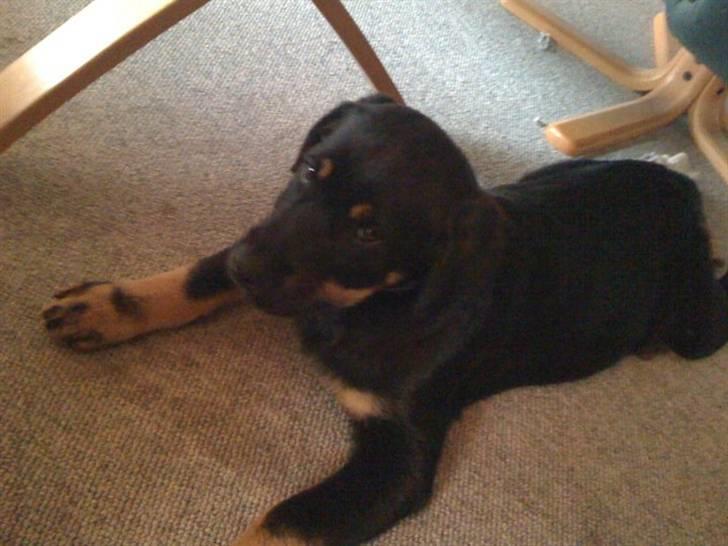 Rottweiler Kenzo billede 2