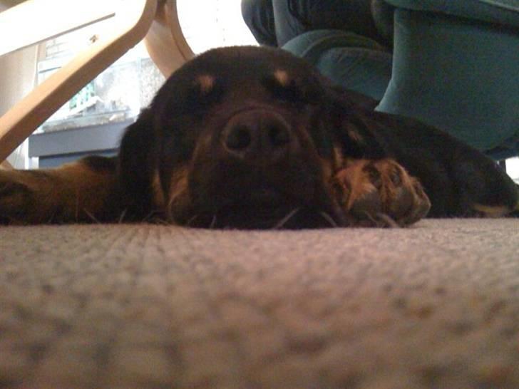 Rottweiler Kenzo billede 3