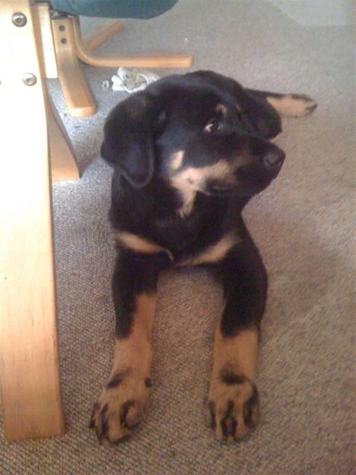 Rottweiler Kenzo billede 4