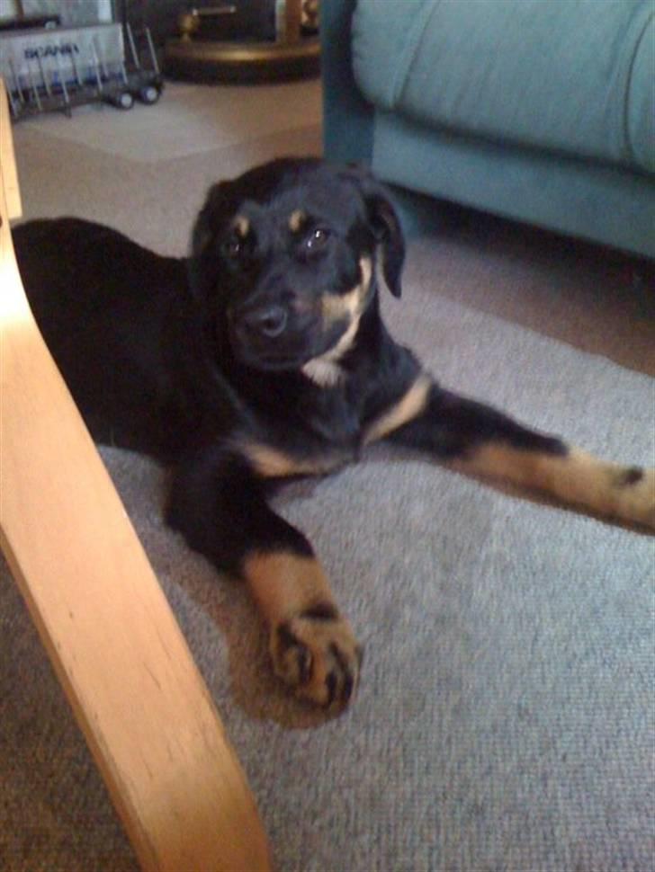 Rottweiler Kenzo billede 5
