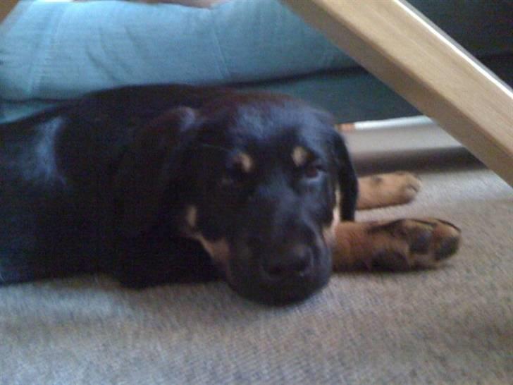 Rottweiler Kenzo billede 6