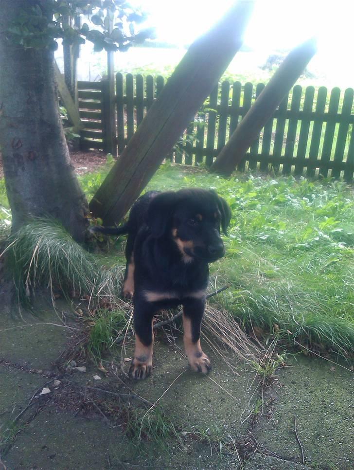 Rottweiler Kenzo billede 7