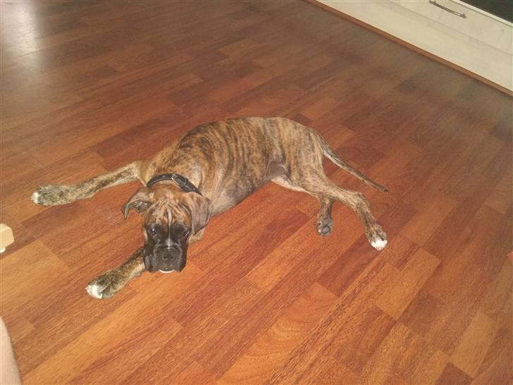 Boxer Diego Marlin billede 7