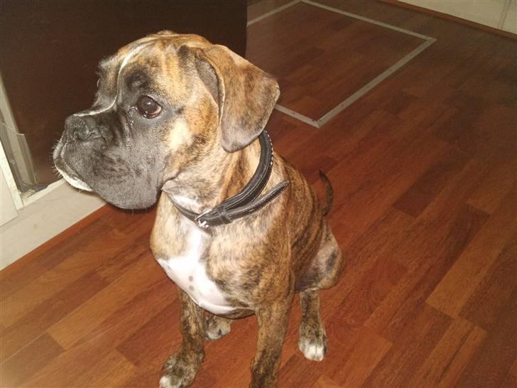 Boxer Diego Marlin billede 8