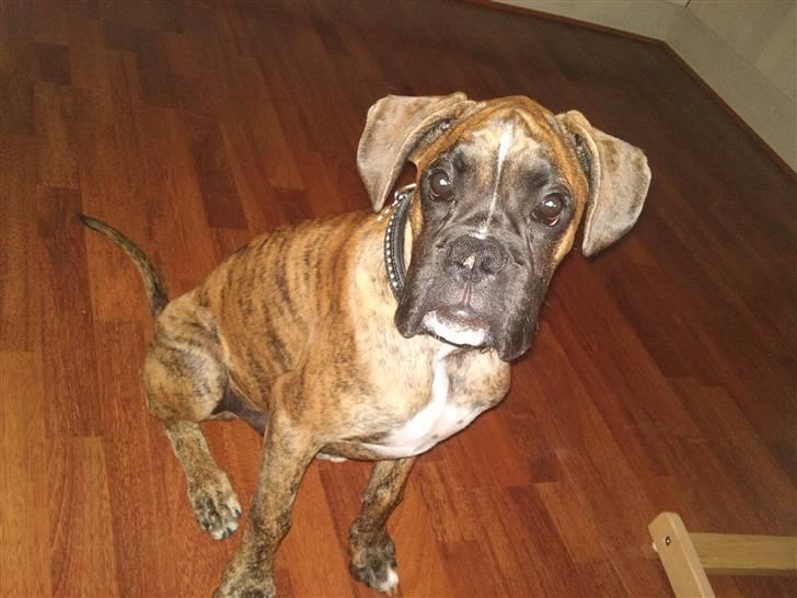 Boxer Diego Marlin billede 9