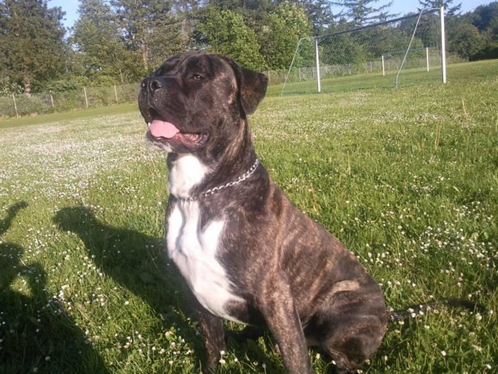 Cane corso Kento R.I.P billede 1
