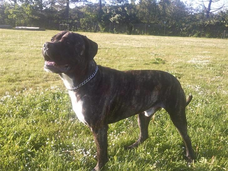 Cane corso Kento R.I.P billede 2