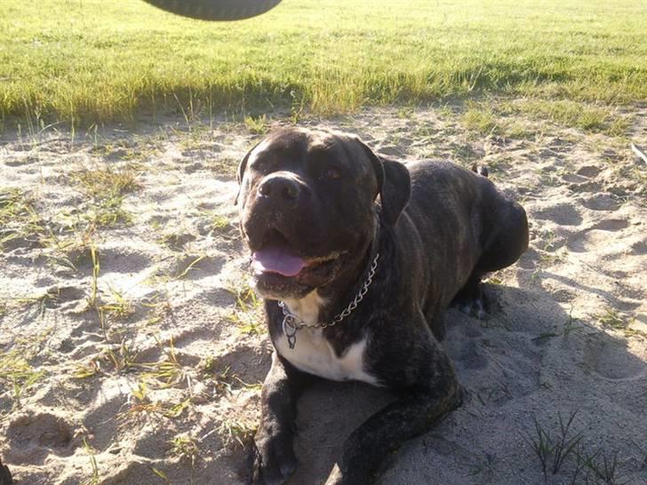 Cane corso Kento R.I.P billede 3