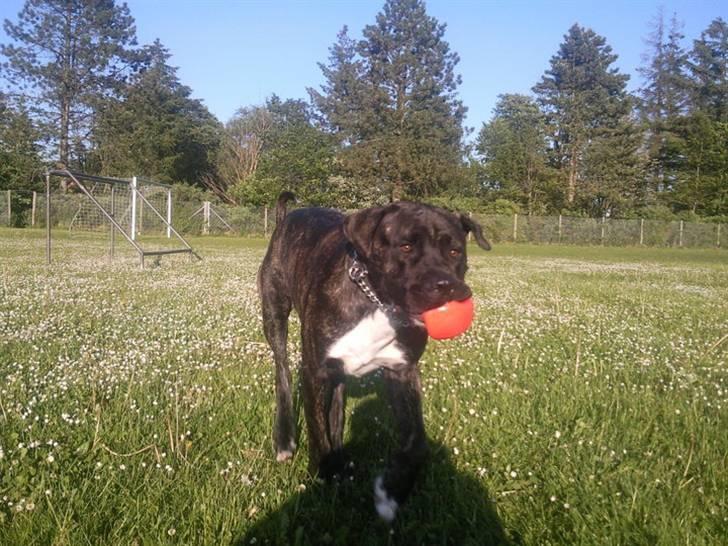 Cane corso Kento R.I.P billede 4