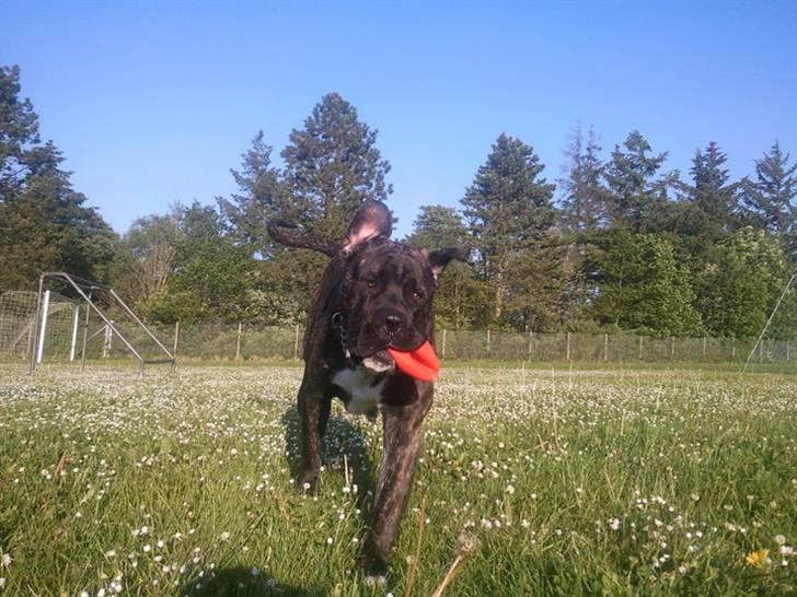 Cane corso Kento R.I.P billede 5