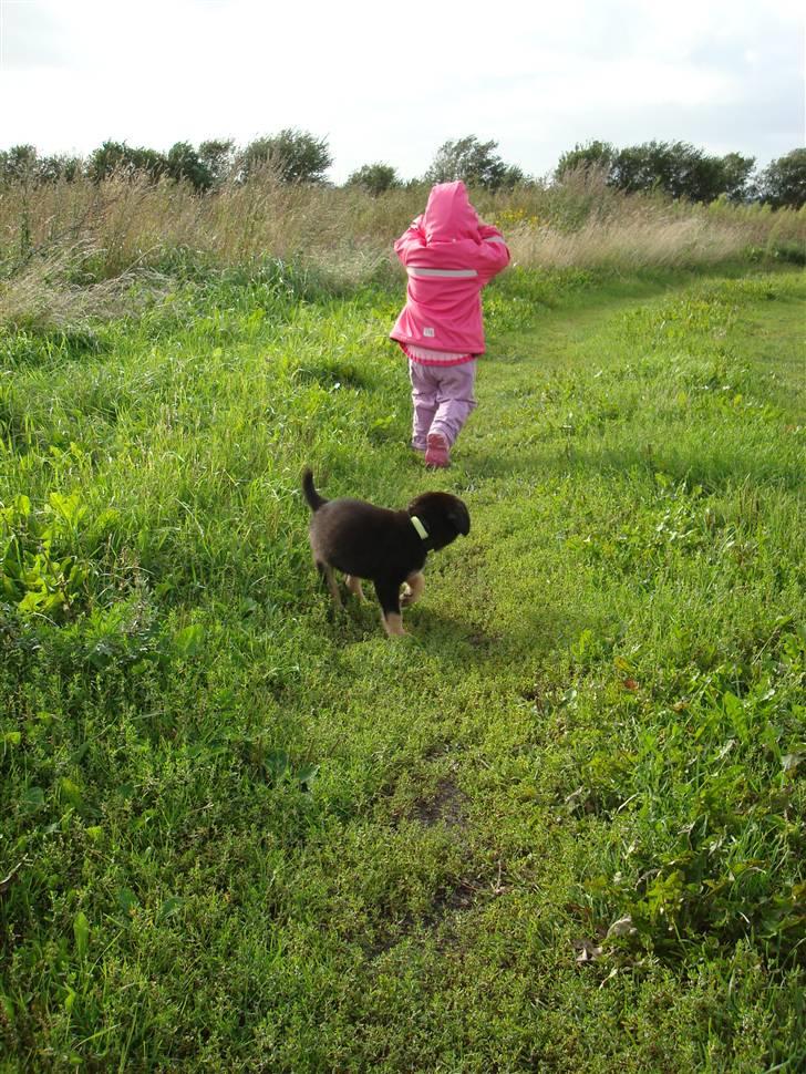 Blanding af racer Bobby billede 7