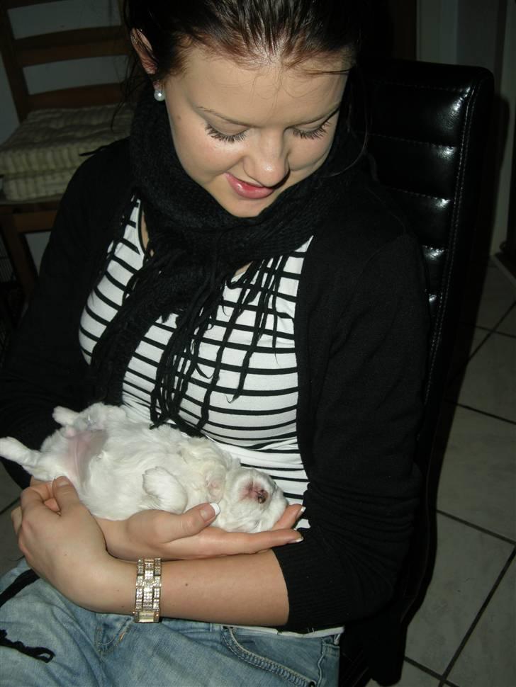 Coton de tulear Solsikkens coton Windi - da vi var ovre på Fyn og se Windi første gang. hun er 3 uger her. billede 1