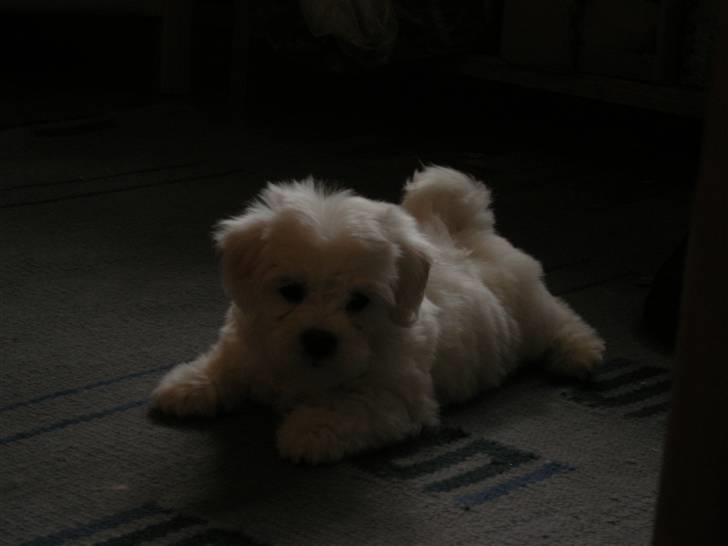 Coton de tulear Solsikkens coton Windi - windi klar til at komme hjem. 8 uger her:) billede 2