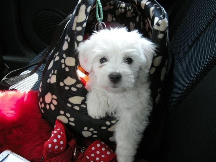 Coton de tulear Solsikkens coton Windi - windi er her 8 uger:) på vej hjem i bilen:D billede 3