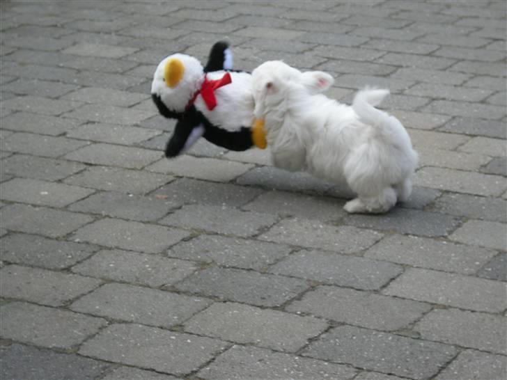 Coton de tulear Solsikkens coton Windi - første dag hvor hun stifter bekendskab med hendes nu yndlingsbamse "Pingu" billede 4
