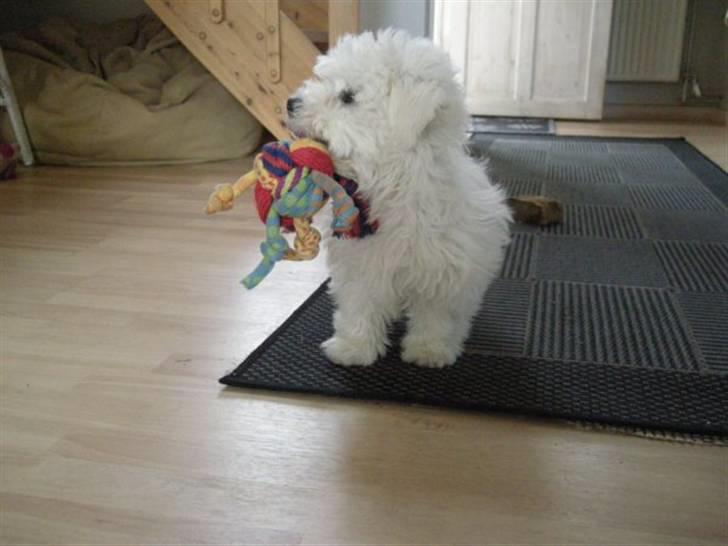 Coton de tulear Solsikkens coton Windi billede 5