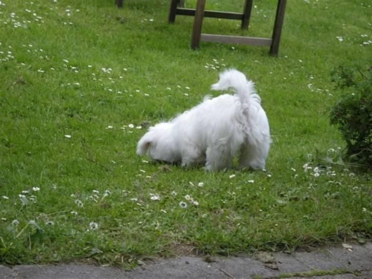 Coton de tulear Solsikkens coton Windi - støvsugeren:) billede 6