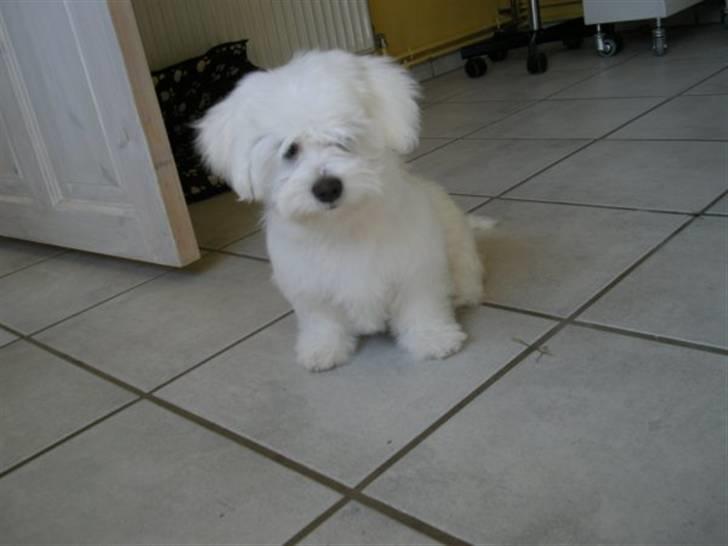 Coton de tulear Solsikkens coton Windi - Her er prinsessen nyvasket og ny føntørret. billede 7