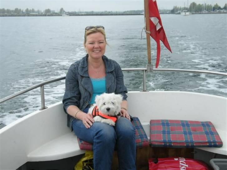 Coton de tulear Solsikkens coton Windi - mor og windi på vej til Drageør.. billede 8