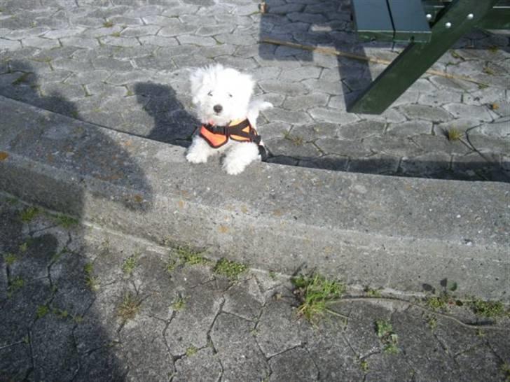 Coton de tulear Solsikkens coton Windi - windi som hygger sig med redningsvest på(; billede 9