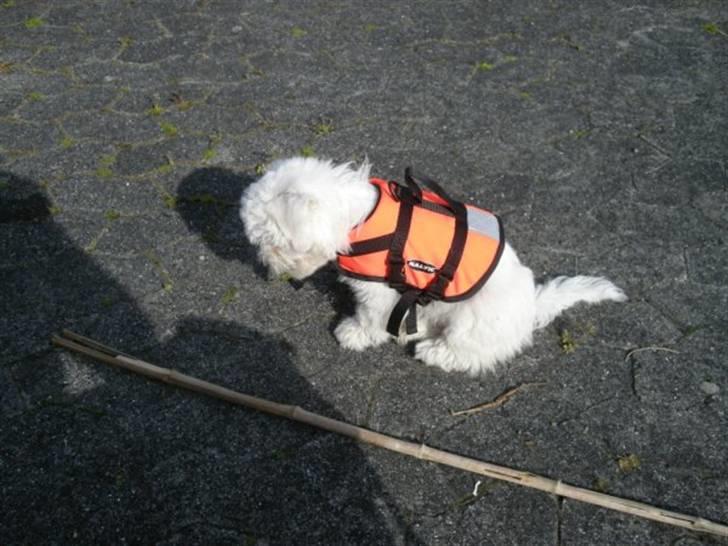 Coton de tulear Solsikkens coton Windi billede 10