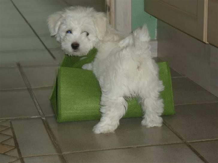 Coton de tulear Solsikkens coton Windi - her leger hun med kassen som rent faktisk er beregnet til at opbevare det hun burde lege med:) tosse hund:) billede 11