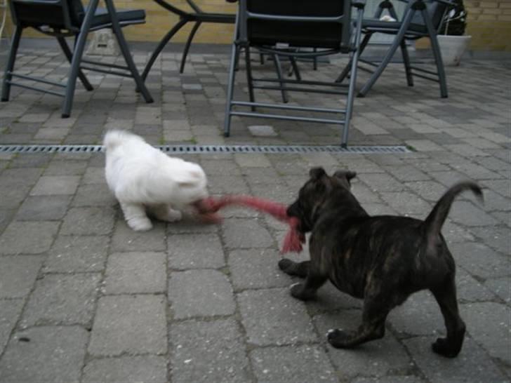 Coton de tulear Solsikkens coton Windi - Windi og legekammerat Basse:) billede 12