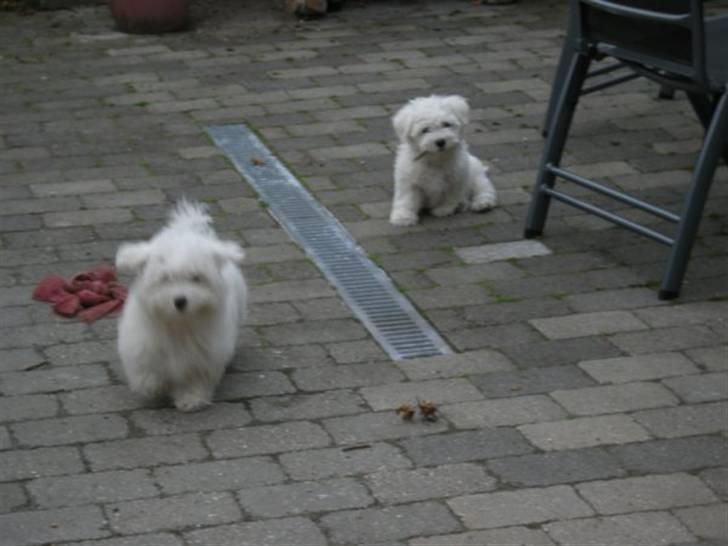 Coton de tulear Solsikkens coton Windi - Windi og hendes legekammerat Viki som også er en coton:) (Windi til højre) billede 13