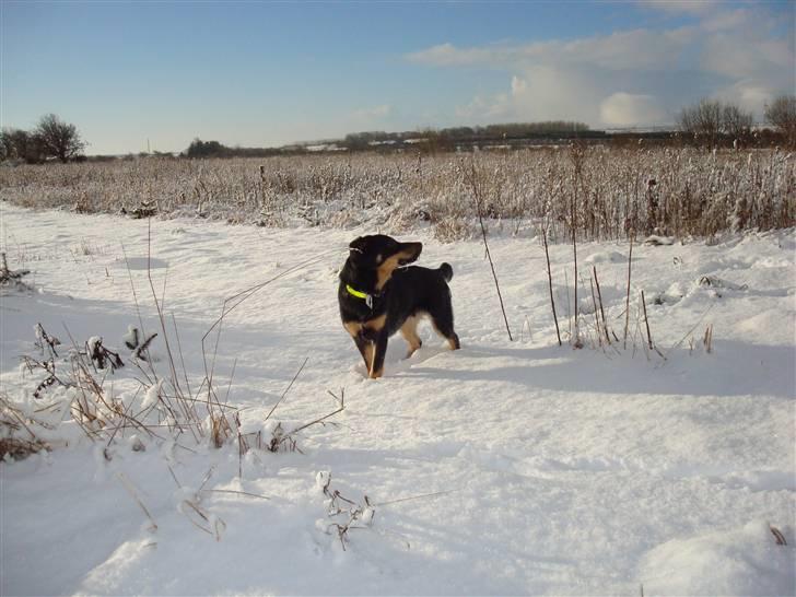 Blanding af racer Bobby billede 8