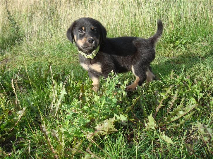 Blanding af racer Bobby billede 9