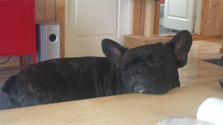 Fransk bulldog Toby 3-benet R.I.P billede 18