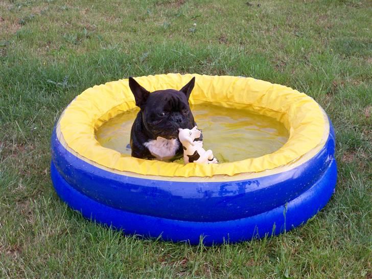 Fransk bulldog Toby 3-benet R.I.P billede 19