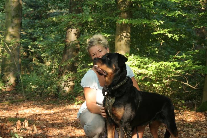 Rottweiler Febæks Zorro R.I.P - 11. juli 2010 billede 5