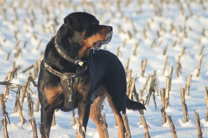 Rottweiler Febæks Zorro R.I.P - Dec.2009 billede 6