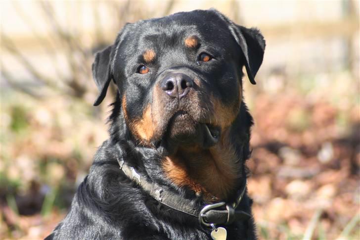 Rottweiler Febæks Zorro R.I.P - April 2007 billede 7