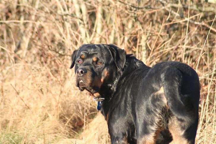 Rottweiler Febæks Zorro R.I.P - Feb. 2008 - Kom nu mor..... billede 8