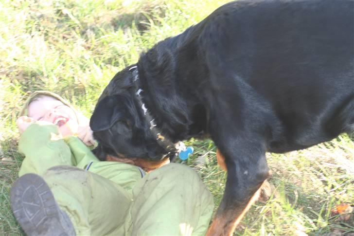 Rottweiler Febæks Zorro R.I.P - Samson møffer Finn Feb.2008 billede 9