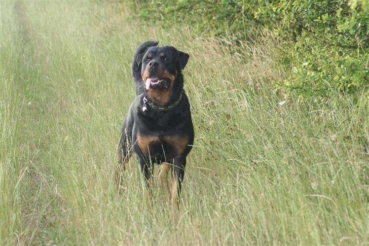 Rottweiler Febæks Zorro R.I.P - Juni 2009 billede 10
