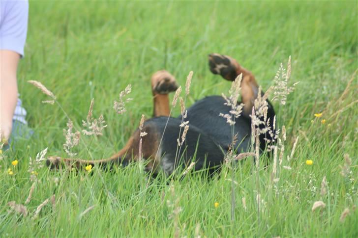 Rottweiler Febæks Zorro R.I.P - Juni 2009 (Hygge) billede 11