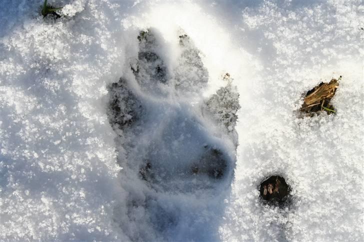 Rottweiler Febæks Zorro R.I.P - Feb. 2009 billede 13